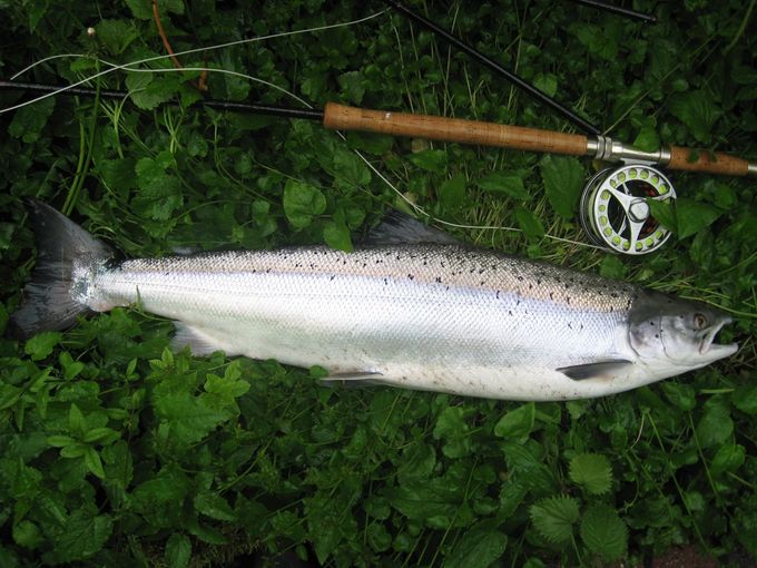 Laks 6,1 kg fra 2019