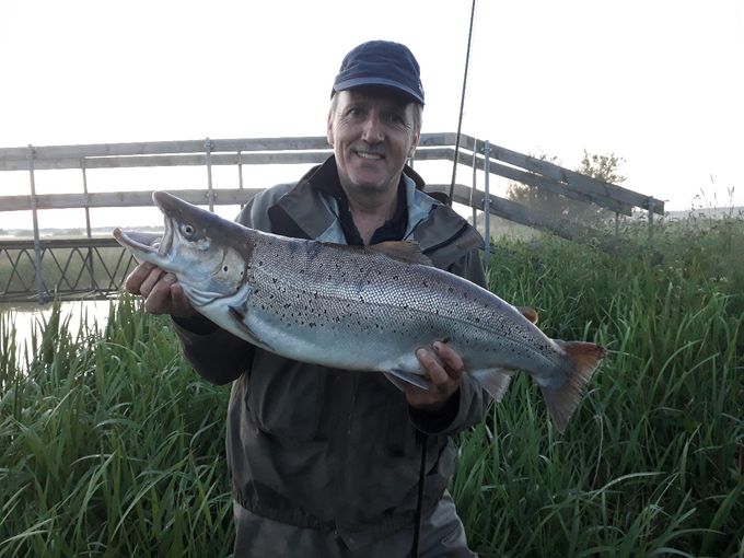 Havørred 7 kg og 81 cm Karup Å 14. juni 2019